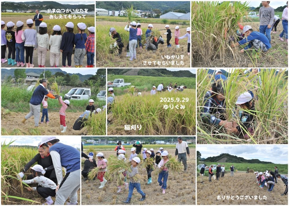 2025年稲刈り 誕生日会画像